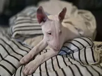 Dotty , a female Bull Terrier for sale in Lexington, KY – Photo 3 of 4