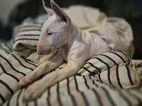 Dotty , a female Bull Terrier for sale in Lexington, KY – Photo 1 of 4