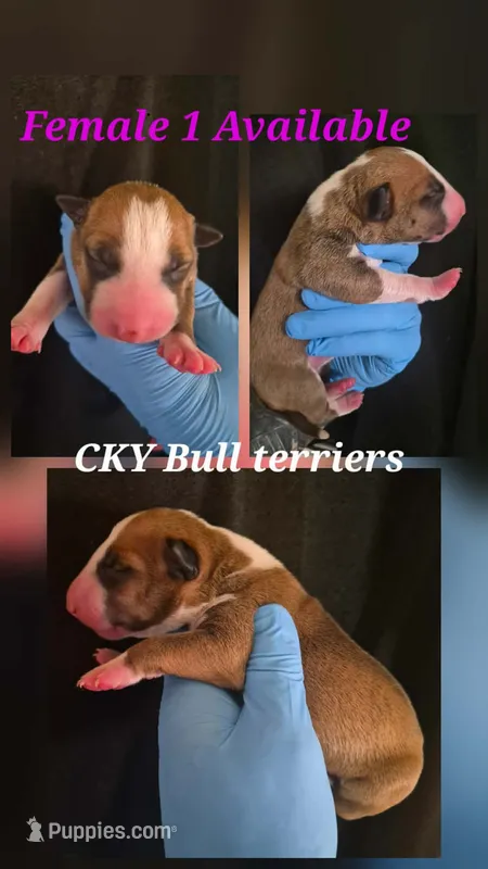 Female 1 – Bull Terrier puppy for sale in Lexington, KY
