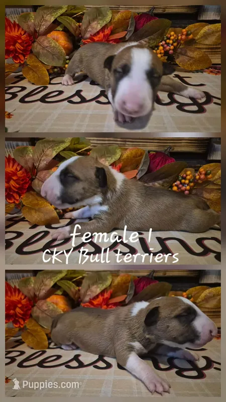 Female 1 – Bull Terrier puppy for sale in Lexington, KY