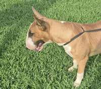 Eeyore, a male Bull Terrier for sale in Lexington, KY – 2 of 2