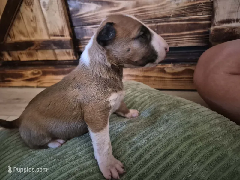 Female 1 – Bull Terrier puppy for sale in Lexington, KY