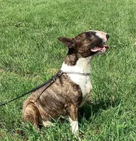 Roxy, a female Bull Terrier for sale in Lexington, KY – 2 of 3