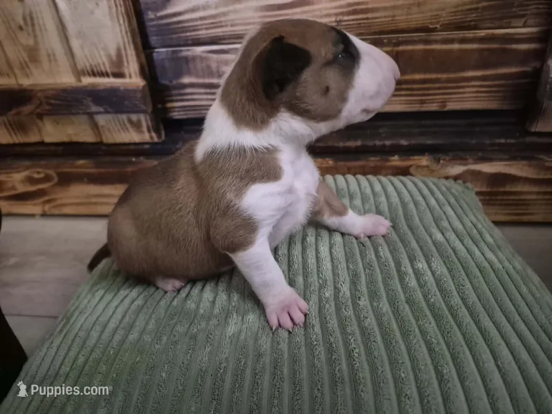 Female 3 – Bull Terrier puppy for sale in Lexington, KY