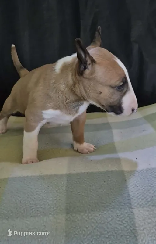 Female 1 – Bull Terrier puppy for sale in Lexington, KY