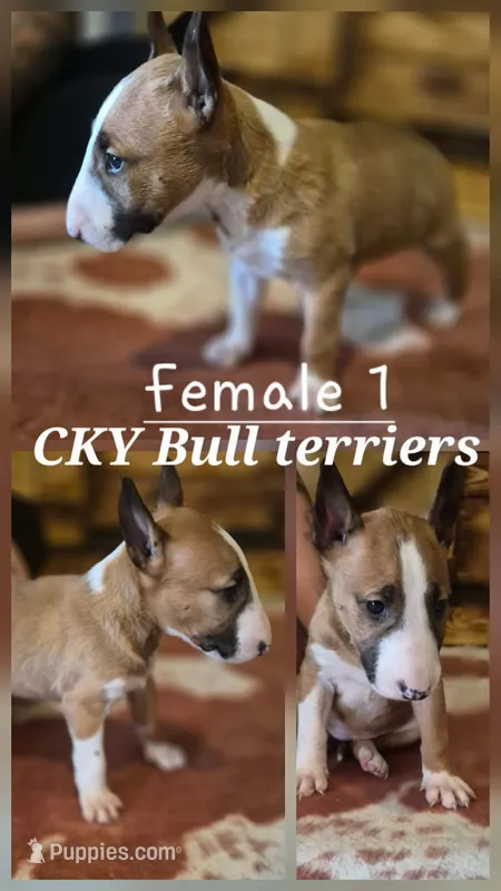 Female 1 – Bull Terrier puppy for sale in Lexington, KY