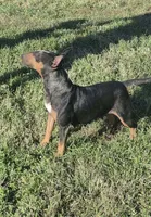 Chaos , a female Bull Terrier for sale in Lexington, KY – 5 of 5