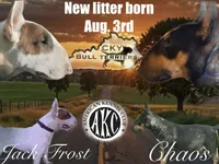 Female 1, a female Bull Terrier for sale in Lexington, KY – 2 of 2