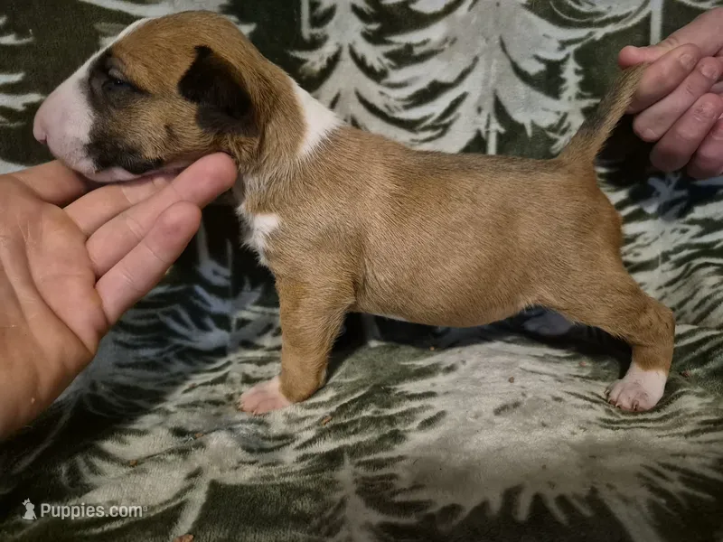 Female 1 – Bull Terrier puppy for sale in Lexington, KY