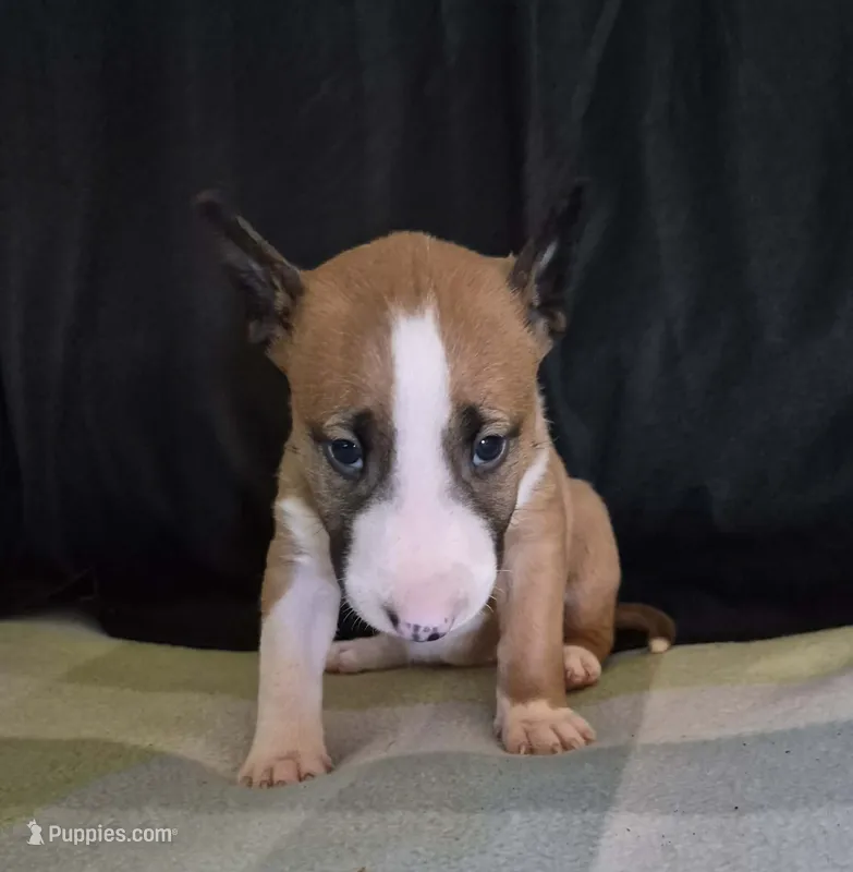 Female 1 – Bull Terrier puppy for sale in Lexington, KY