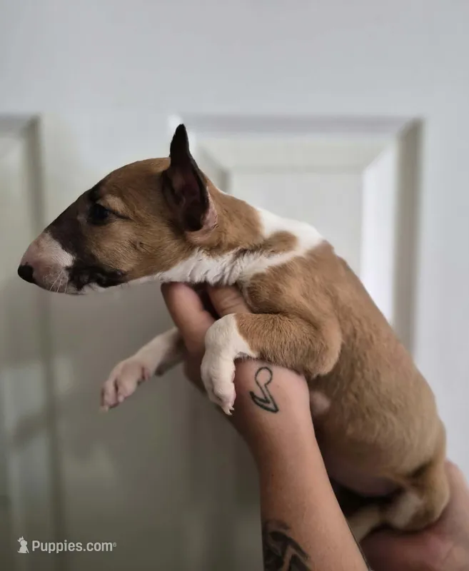 Female 3 – Bull Terrier puppy for sale in Lexington, KY