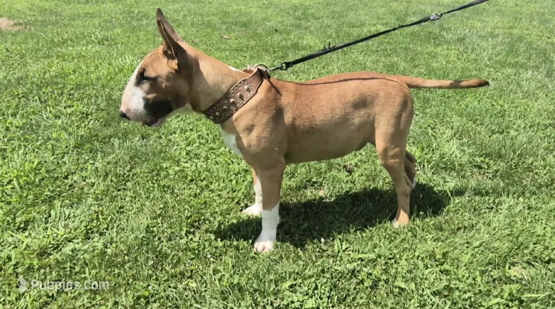 Eeyore – Bull Terrier puppy for sale in Lexington, KY