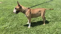 Eeyore, a male Bull Terrier for sale in Lexington, KY – 1 of 2