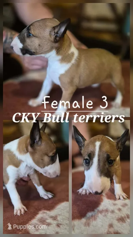 Female 3 – Bull Terrier puppy for sale in Lexington, KY