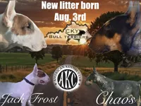 Female 3, a female Bull Terrier for sale in Lexington, KY – 2 of 2