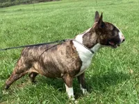 Roxy, a female Bull Terrier for sale in Lexington, KY – 3 of 3