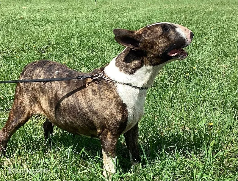 Roxy – Bull Terrier puppy for sale in Lexington, KY