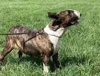 Roxy, a female Bull Terrier for sale in Lexington, KY – 1 of 3