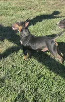 Chaos , a female Bull Terrier for sale in Lexington, KY – 4 of 5