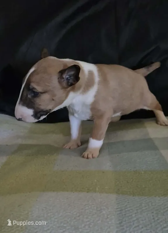 Female 3 – Bull Terrier puppy for sale in Lexington, KY