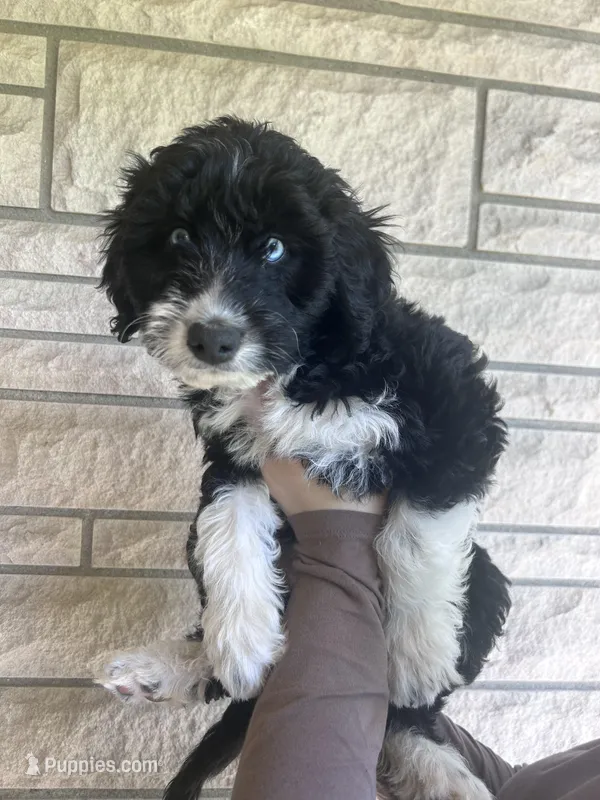 Tank – Aussiedoodle, Goldendoodle puppy for sale in Shelbyville, KY