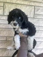 Tank, a male Aussiedoodle and Goldendoodle for sale in Shelbyville, KY – Photo 1 of 2