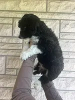 Tank, a male Aussiedoodle and Goldendoodle for sale in Shelbyville, KY – Photo 2 of 2