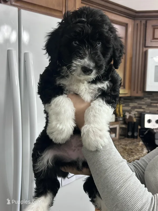 Tank – Aussiedoodle, Goldendoodle puppy for sale in Shelbyville, KY