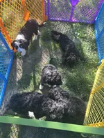 Dolly, a male Aussiedoodle and Goldendoodle for sale in Shelbyville, KY – 6 of 7