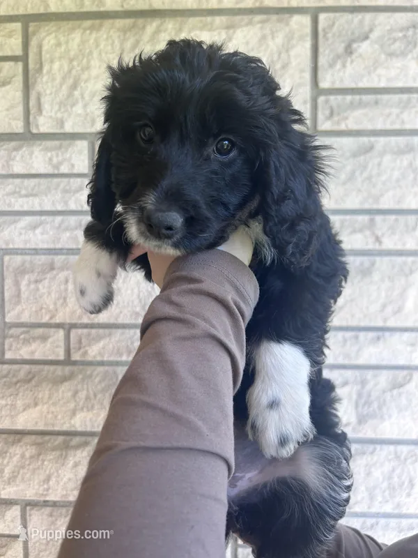 Dolly – Aussiedoodle, Goldendoodle puppy for sale in Shelbyville, KY