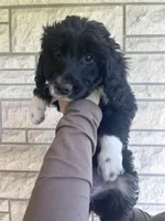 Dolly, a male Aussiedoodle and Goldendoodle for sale in Shelbyville, KY – Photo 1 of 3