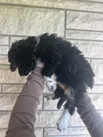 Dolly, a male Aussiedoodle and Goldendoodle for sale in Shelbyville, KY – Photo 2 of 3