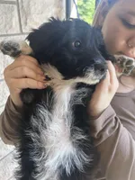 Dolly, a male Aussiedoodle and Goldendoodle for sale in Shelbyville, KY – Photo 3 of 3