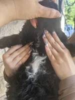 Buck, a male Aussiedoodle and Goldendoodle for sale in Shelbyville, KY – Photo 2 of 3