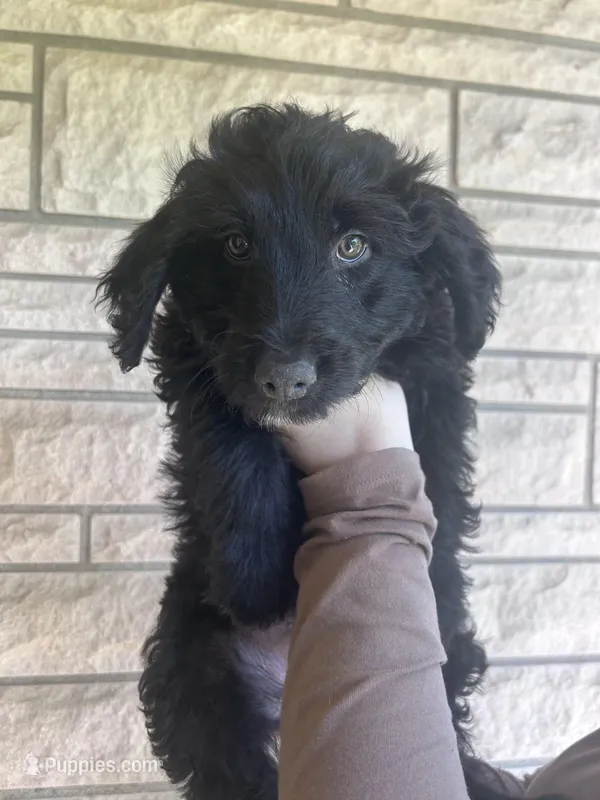 Buck – Aussiedoodle, Goldendoodle puppy for sale in Shelbyville, KY