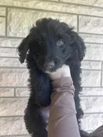 Buck, a male Aussiedoodle and Goldendoodle for sale in Shelbyville, KY – Photo 1 of 3