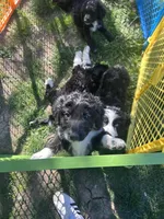 Buck, a male Aussiedoodle and Goldendoodle for sale in Shelbyville, KY – 5 of 7
