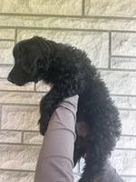 Buck, a male Aussiedoodle and Goldendoodle for sale in Shelbyville, KY – Photo 3 of 3