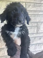 Doc, a male Aussiedoodle and Goldendoodle for sale in Shelbyville, KY – Photo 3 of 4