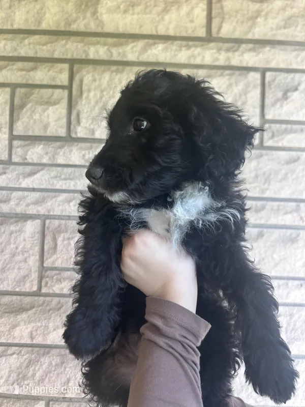 Doc – Aussiedoodle, Goldendoodle puppy for sale in Shelbyville, KY