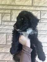 Doc, a male Aussiedoodle and Goldendoodle for sale in Shelbyville, KY – Photo 1 of 4