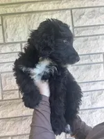 Doc, a male Aussiedoodle and Goldendoodle for sale in Shelbyville, KY – Photo 2 of 4