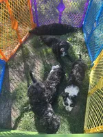 Doc, a male Aussiedoodle and Goldendoodle for sale in Shelbyville, KY – 8 of 8