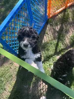 Doc, a male Aussiedoodle and Goldendoodle for sale in Shelbyville, KY – 5 of 8