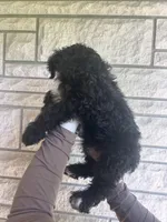 Doc, a male Aussiedoodle and Goldendoodle for sale in Shelbyville, KY – Photo 4 of 4