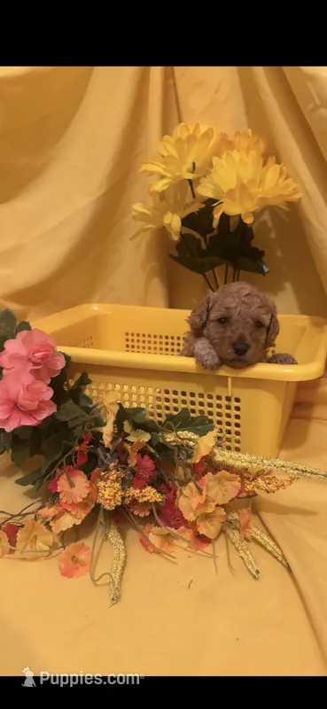 Rudy – Poodle - Toy  puppy for sale in Anderson, SC