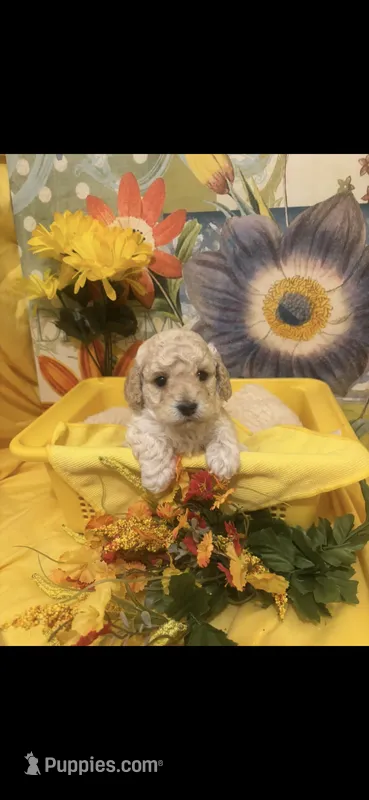 Skittles – Poodle - Toy  puppy for sale in Anderson, SC