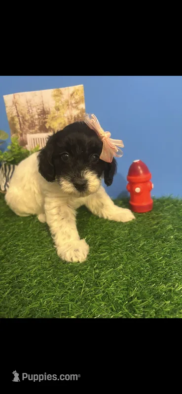 Dottie  – Cockapoo puppy for sale in Anderson, SC