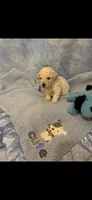 Hershey, a male Poodle - Toy  for sale in Anderson, SC – 2 of 3