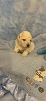 Hershey, a male Poodle - Toy  for sale in Anderson, SC – 3 of 3